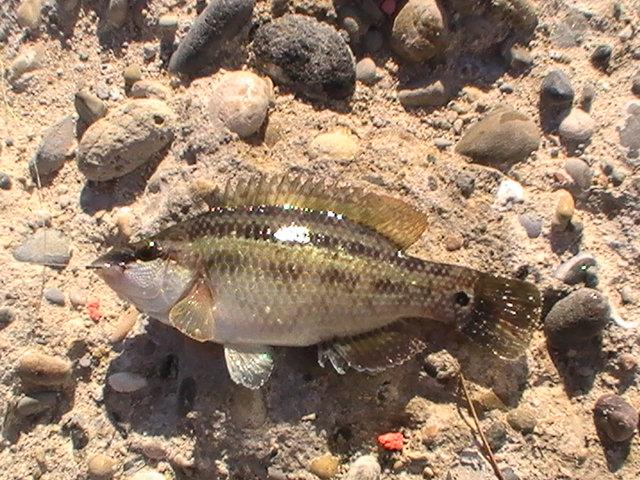 pestisoriii de aur - pic5999.JPG